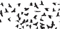 Crows FLying1