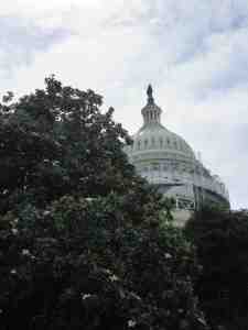 Dome repair Magnolia D3