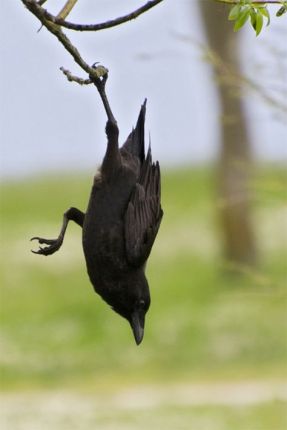 625a4ed76633f9657b4baf92dbcf8286