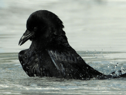 Screen Shot 2017-01-07 at 4.42.40 PM.png